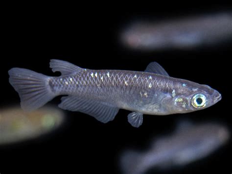 Japanese Rice Fish (Oryzias latipes): Care Guide.